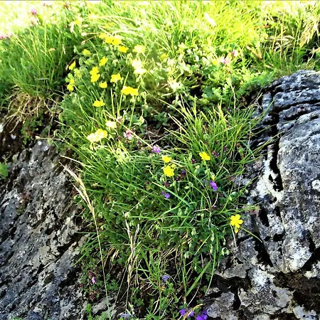 Gaestehaus Geir Appartement *